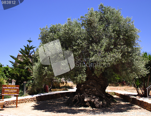 Image of Oldest olive tree