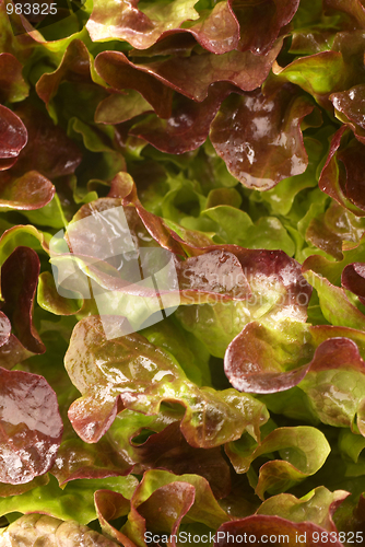 Image of Lollo rosso lettuce