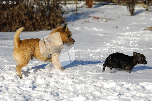 Image of Two dogs in the snow