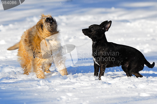 Image of Two dogs in snow