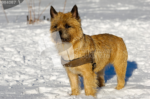 Image of Dog in snow