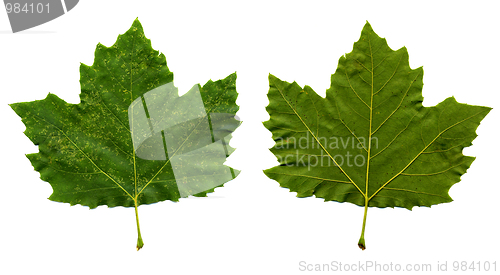 Image of Green maple leaves