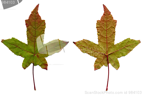 Image of Two maple leaves