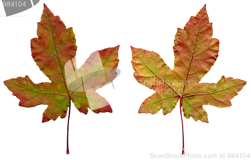 Image of Two maple leaves