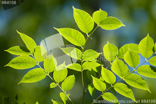 Image of Green leaves