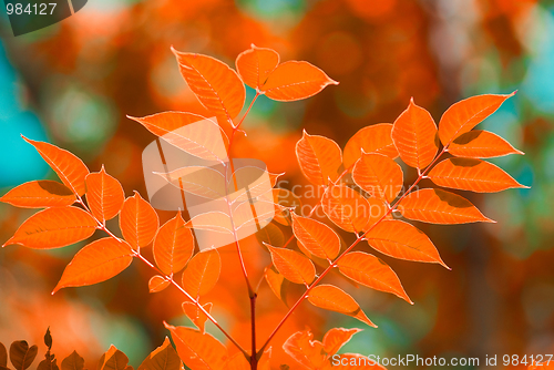 Image of autumn leaves