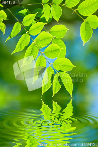 Image of Green leaves in the water