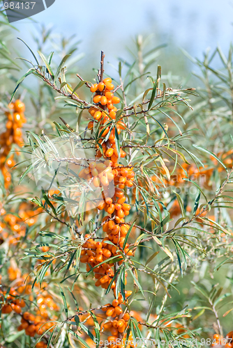 Image of sea-buckthorn