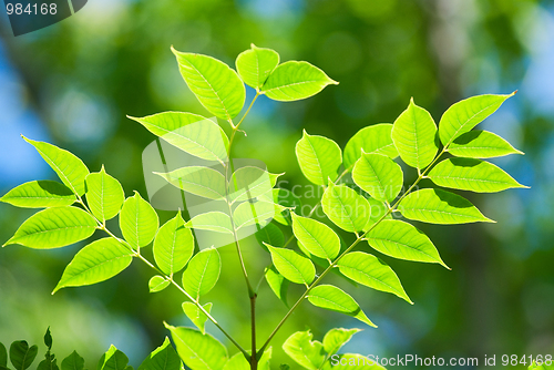 Image of Green leaves