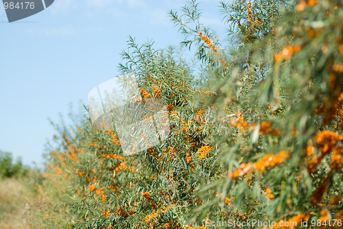 Image of sea-buckthorn