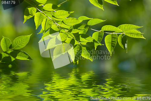 Image of Green leaves in the water