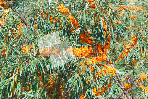 Image of sea-buckthorn