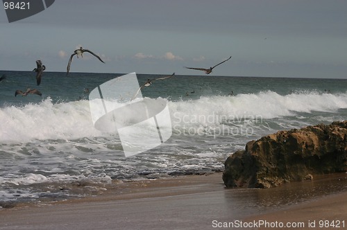 Image of Pelicans on Shoreline