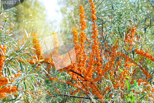 Image of sea-buckthorn