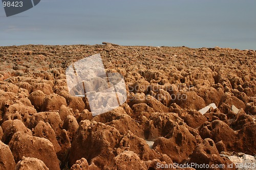 Image of Coral Reef on Beach