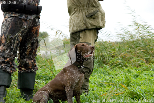 Image of German pointer hunting