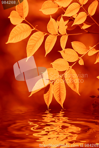 Image of autumn leaves