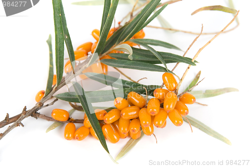 Image of sea-buckthorn