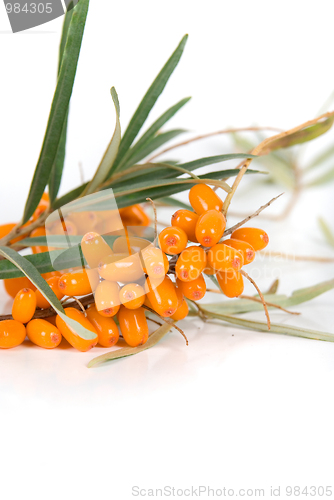 Image of sea-buckthorn