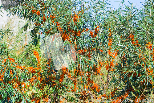 Image of sea-buckthorn