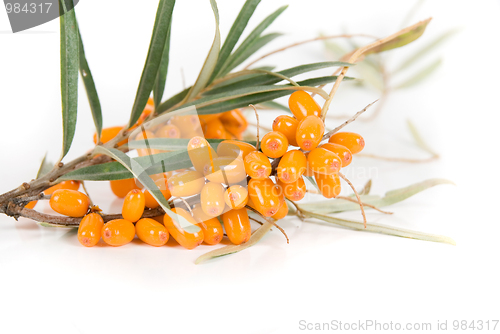 Image of sea-buckthorn