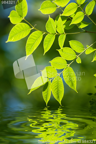 Image of Green leaves in the water