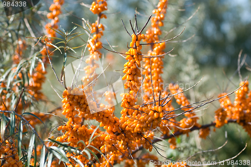 Image of sea-buckthorn