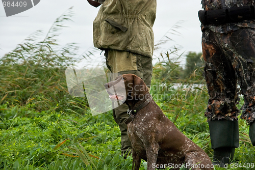 Image of German pointer hunting