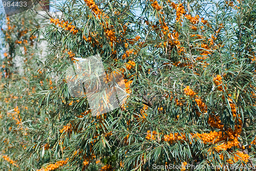 Image of sea-buckthorn