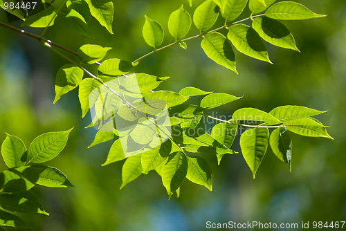 Image of Green leaves