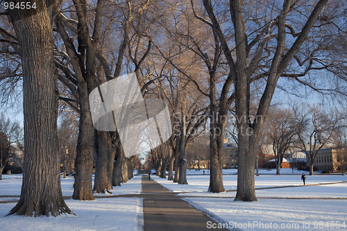 Image of alley of old elm trees at university campus