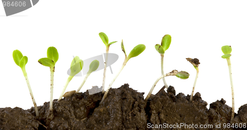 Image of lettuce seeds germinating