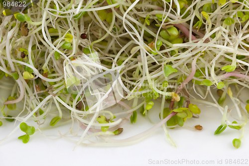 Image of broccoli, clover and radish sprouts