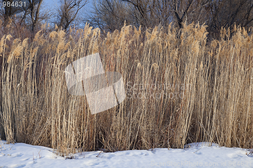 Image of dried common reed on riverside in winter