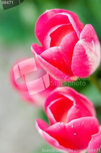 Image of Delicate tulips