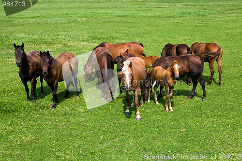 Image of Herd of horses