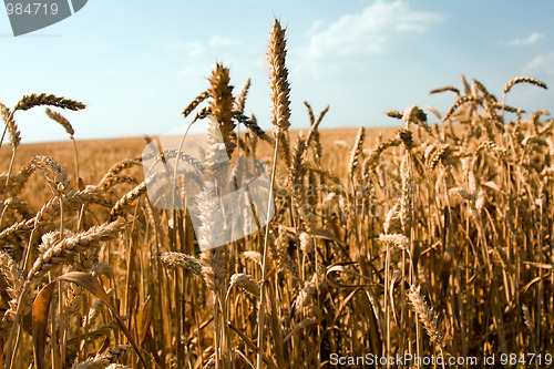 Image of Mature wheat