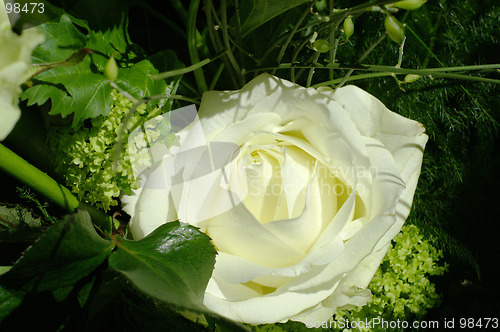 Image of Rose