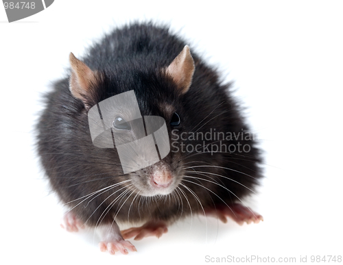 Image of grey rat