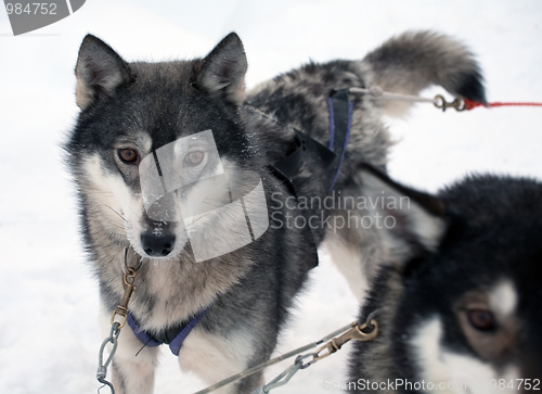 Image of sled dog
