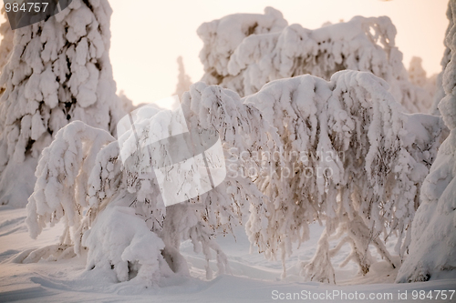 Image of winter fairy tale