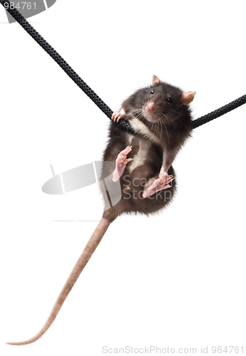 Image of grey rat on rope