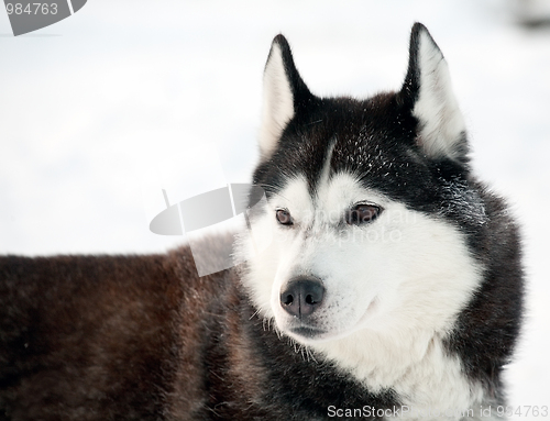 Image of northern sled dog