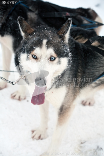 Image of husky