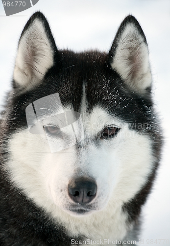 Image of Malamute dog portrait