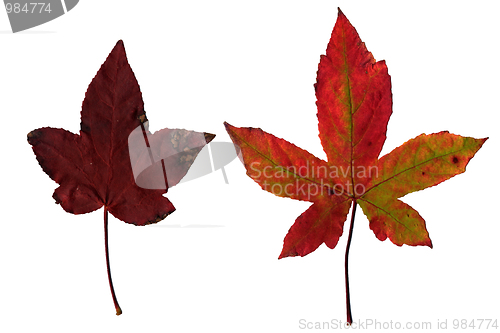 Image of Maple leaves