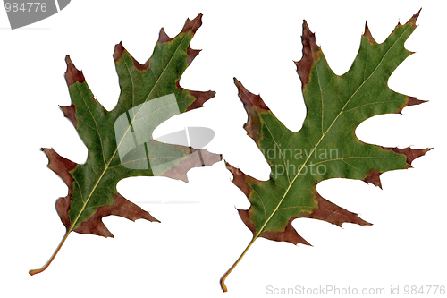 Image of Oak leaves