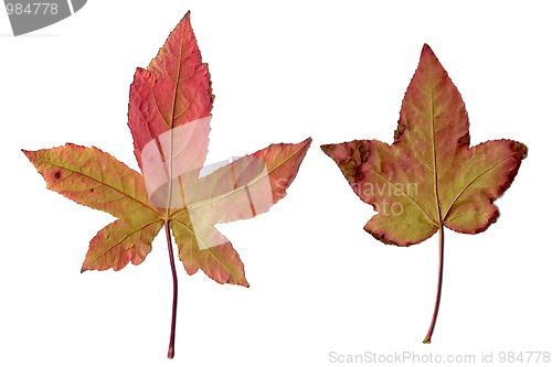 Image of Maple leaves
