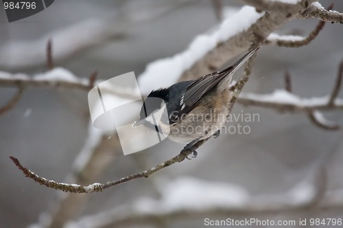 Image of Coal tit