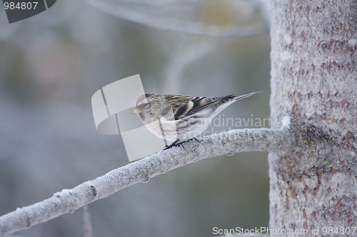 Image of Redpoll